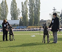 CHOOSING OF BEST OF BREED (GARIELL Magrarejro and FUEGO Mody Efekt)