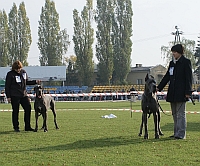 CHOOSING OF BEST OF BREED (GARIELL Magrarejro and FUEGO Mody Efekt)