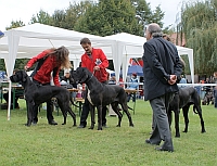 CHOOSING OF BEST OF BREED (CREME DE LA CREME OF AUSTRIA GREAT STARS and FLY TO SUCCESS CLAUDIA BOHEMICA)