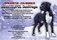 Advertisement from catalogues (IX Winter National Dog Show in Gogw - 2008 (Poland);  IV Winter Valentine's Dog Show in Toru  (Poland) and Champion of Champion`s Show in Leszno 2008 (Poland))
